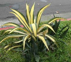 Image result for Grangea zambesiaca