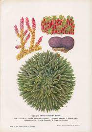 C 1900 Coral Print Original Antique Print Ocean Print Etsy In 2021 Coral Reef Print Coral Print Scientific Illustration