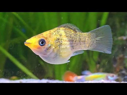 ?Female Balloon Molly ?Freshwater Fish - YouTube
