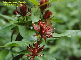 Image result for Rhynchosia chapmanii