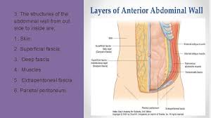 The mesentery is found in your abdomen, where it surrounds your intestines. Abdominal Wall Anatomy Lecture 1 Dr Abeera Sarfrazdr