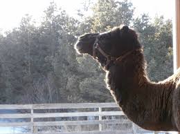 Learn about gender in spanish and the difference between the masculine and feminine in spanish. Full Membership And Herd Share Order Full Membership And Herd Share Combined From Camel Milk Association