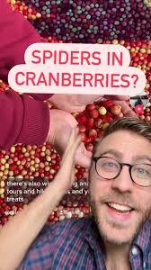 Are there spiders in cranberries? #interestingfacts #funfacts #edutainment  #ideasoup (stitch with Kresson Von Erp)
