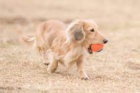 Check spelling or type a new query. English Cream Dachshund The Most Misunderstood Doxie Color