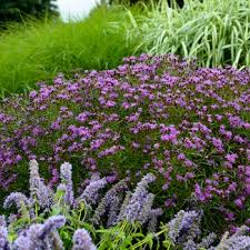 Image result for Vernonia turbinella