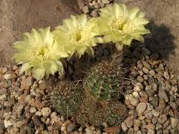 Image result for Cavacoa aurea