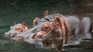 So how much does a hippo weigh? Hippo San Diego Zoo Animals Plants