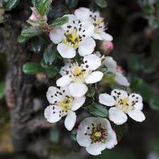 Image result for Cotoneaster microphyllus
