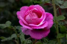 Image result for Rosa