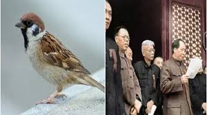 Aku akan membuat burung pipit mampu melawan elang. Nekat Musnahkan Semua Burung Pipit Karena Dianggap Hama 45 Juta Orang Alami Kelaparan Halaman 1 Tribun Batam