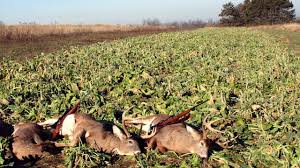 For small food plot seeds, cultipacking or firming the soil is good before planting. Easy No Till Brassica Food Plots Youtube
