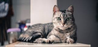 Lanhua Cat Picture 20