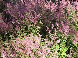 Image result for Plectranthus chimanimanensis