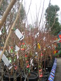 Fuji apple, black jack fig, french improved prune, fuyu jiro persimmon, arctic jay nectarine, and harcot apricot. Bare Rooted Fruit Trees Sustainable Gardening Australia
