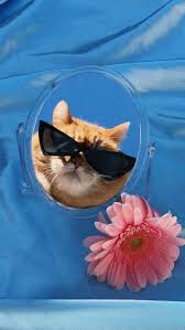 Random Wallpaper Tumblr Funny Cat Wallpaper Cute Cat Wallpaper Cat Aesthetic