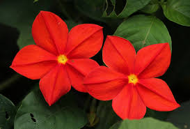 Image result for Mussaenda elegans