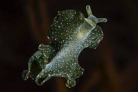 Image result for Isoglossa membranacea