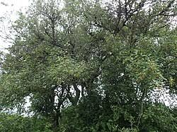 Image result for Berchemia zeyheri