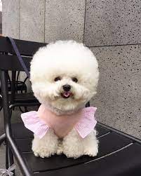 This Bichon Has Way More Fabulous Hair Than We Could Ever Dream Of Bichon Dog Hair Cute Dogs