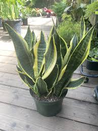 Image result for Sansevieria