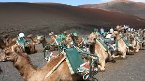 If anyone knows, you could give me that would be very grateful! Petition Ban Camel Rides In The Canary Islands Change Org