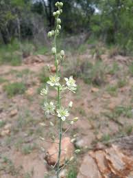 Image result for Eriospermum porphyrium