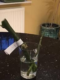 Image result for Clutia robusta