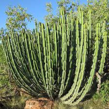 Image result for Erianthemum virescens