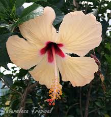 Hay proveedores de 178 obelisco para trepadoras, principalmente ubicados en east asia. Curiosidades Que No Sabias Sobre Los Hibiscos