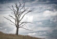 رطبا جنيا الجني من التمر ما طاب من غير نقش ولا إفساد. Ø§Ù„ØªÙ…Ø± ÙÙŠ Ø§Ù„Ù…Ù†Ø§Ù… Ù„Ù„Ø¹Ø²Ø¨Ø§Ø¡ Ø§Ù„Ù…ØªØ²ÙˆØ¬Ø© Ø§Ù„Ø­Ø§Ù…Ù„ Ù„Ø§Ø¨Ù† Ø³ÙŠØ±ÙŠÙ† ÙƒÙ†ÙˆØ²ÙŠ