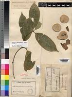 Image result for Pleiocarpa