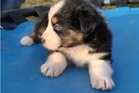 Pembroke welsh corgi puppies available for sale in tennessee from top breeders and individuals. Craigslist Knoxville Tn Pets For Sale By Owner