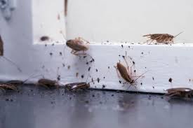 Integrated pest management is geared toward longterm prevention or elimination of pests that does. Who Is Responsible For A Pest Infestation In A Rental Property