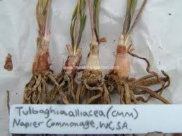 Image result for Tulbaghia alliacea