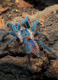 Image result for Tridactyle gentilii