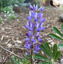 Image result for Lupinus mexicanus