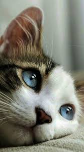 Cute Cats Hd Pictures Cute Cat Drawing Pictures When Cute Animal Katzen Susse Tiere Susse Katze Zeichnung Niedliche Tiere