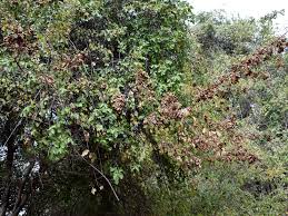 Image result for Pterocarpus lucens