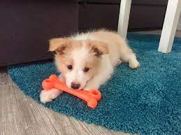 Border Collie Puppy Ee Red White 8 Weeks Old Red Border Collie Border Collie Puppies Super Cute Puppies