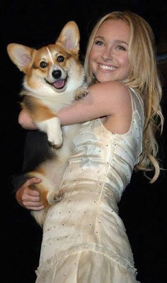 Hayden Panettiere with her corgi 💖🥰😍
