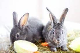 Can rabbits eat salt : 8 Foods That Are Fatal To Rabbits Or Never Be Fed To A Rabbit