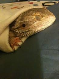 Pin By Hannah Ferguson On Cute Things Pics And Animals Bearded Dragon Care Bearded Dragon Bearded Dragon Cute
