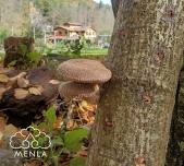 FRIENDS OF FUNGI FORAGING: FALL WEEKEND RETREAT