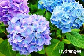 Available in a wide variety of bloom colors in shades of white, pink, lavender and blue (often blooming on a single plant, it's no wonder these plants are among the most popular choices in the. Hydrangea Care Guide How To Grow The Hydrangea Plant