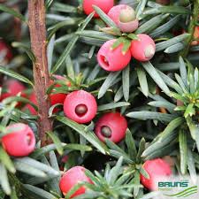 Image result for Centemopsis fastigiata