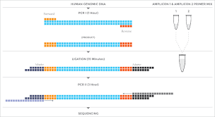 Nextflex Brca1 Brca2 Xp Amplicon Panel For Illumina