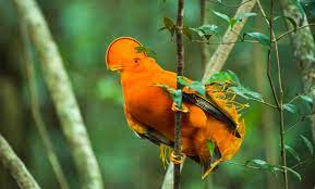 The filmmakers introduce us to individual birds as the male dancers strive to present their best side to females watching nearby. Dancing With The Birds Video 2019 Imdb