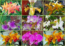 Da mich jemand gefragt hat, welche orchideenarten ich in meinem terra halte, gebe ich hier auskunft darüber. Im Orchideen Garten Foto Bild Pflanzen Pilze Flechten Bluten Kleinpflanzen Orchideen Bilder Auf Fotocommunity