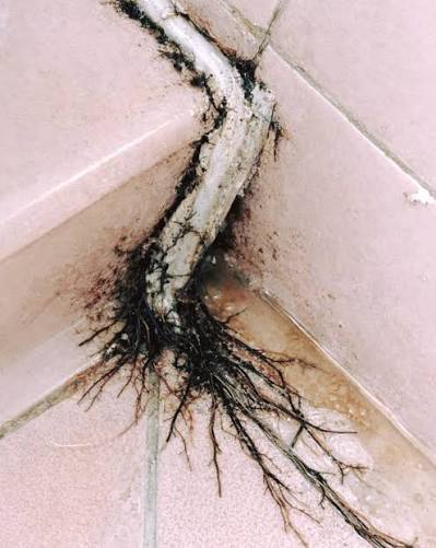 Found This Strange Thing Growing in Our Bathroom