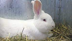 We did not find results for: Raising Rabbits For Meat Hobby Farms